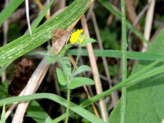Lotus suaveolens