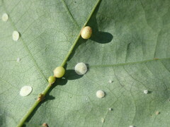 Neuroterus anthracinus