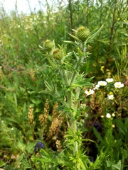 Cirsium serrulatum