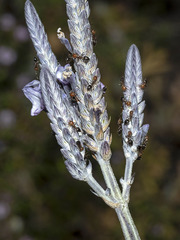 Crematogaster alluaudi