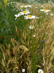 Tripleurospermum inodorum