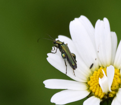 Oedemera nobilis