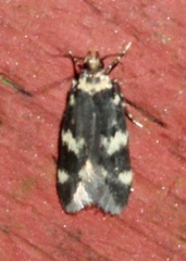 Oegoconia novimundi