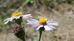 Symphyotrichum spathulatum