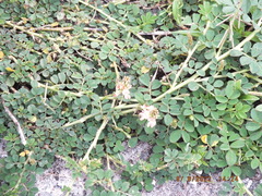 Indigofera spicata