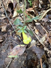 Aureolaria virginica