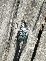 Cypherotylus californicus