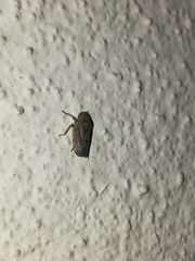 Negosiana dualis