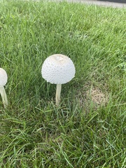 Agaricaceae