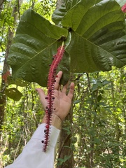 Coccoloba rugosa