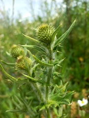 Cirsium serrulatum