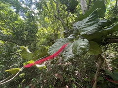 Coccoloba rugosa