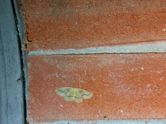 Lambdina fiscellaria