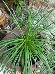 Beaucarnea recurvata