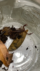 Vaejovis carolinianus