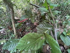 Coccoloba rugosa