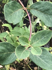 Lonicera periclymenum
