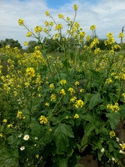 Rhamphospermum arvense