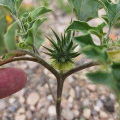 Datura quercifolia