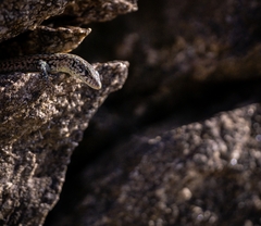 Podarcis guadarramae guadarramae