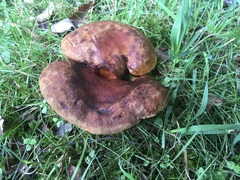 Boletinellus merulioides