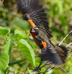 Leistes superciliaris