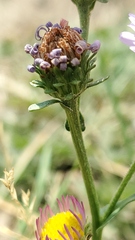 Symphyotrichum spathulatum