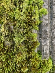 Homalothecium fulgescens