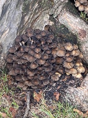 Psathyrella piluliformis