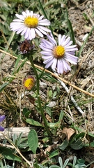 Symphyotrichum spathulatum