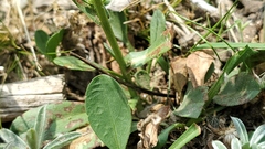 Symphyotrichum spathulatum