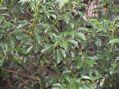 Cinnamomum camphora