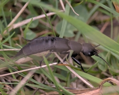 Ocypus olens