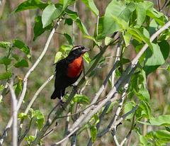 Leistes superciliaris