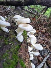 Pleurocybella porrigens