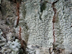 Pertusaria pertusa