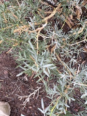 Psorothamnus fremontii