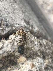 Halyomorpha halys