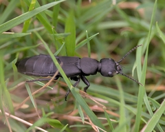 Ocypus olens