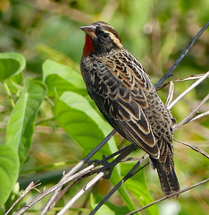 Leistes superciliaris