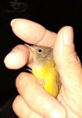 Geothlypis philadelphia