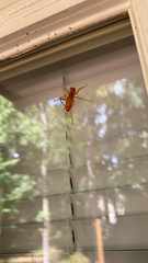 Camptonotus carolinensis