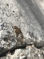 Halyomorpha halys