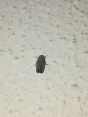 Negosiana dualis