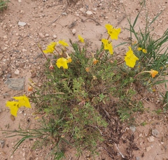 Oenothera hartwegii