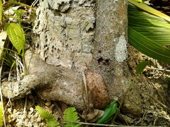 Casearia sylvestris