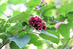 Clerodendrum canescens