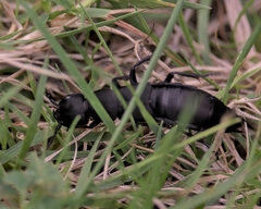 Ocypus olens
