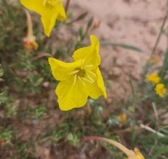 Oenothera hartwegii