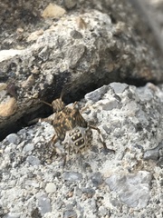 Halyomorpha halys